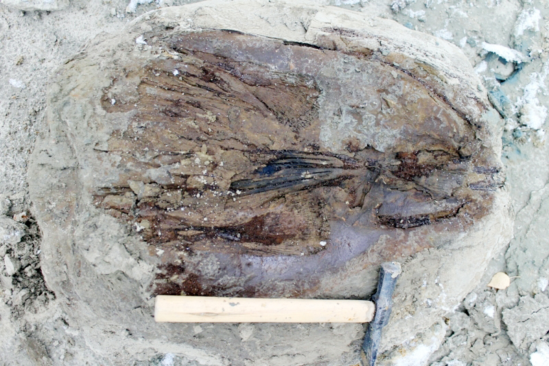 Новые палеонтологические находки Музея Природы и Человека 