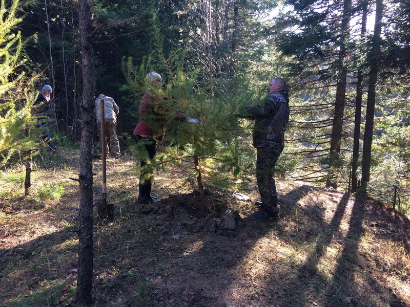 Жители Ханты-Мансийска выйдут на посадку деревьев 
