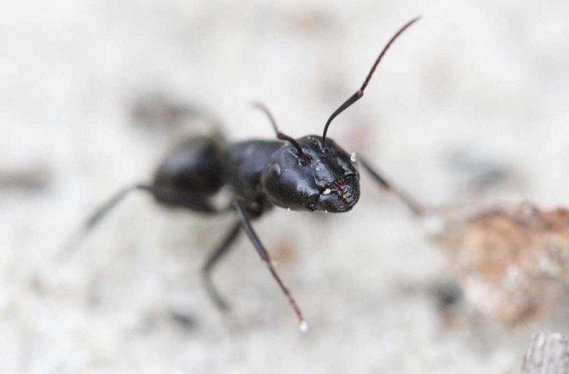 Мини-выставка Музея Природы и Человека расскажет о биологии муравьев