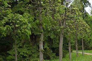Фотографии уникальных деревьев принимают на всероссийский конкурс
